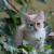Evi